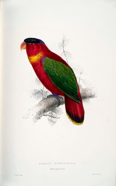 Lorius domicella von Edward Lear